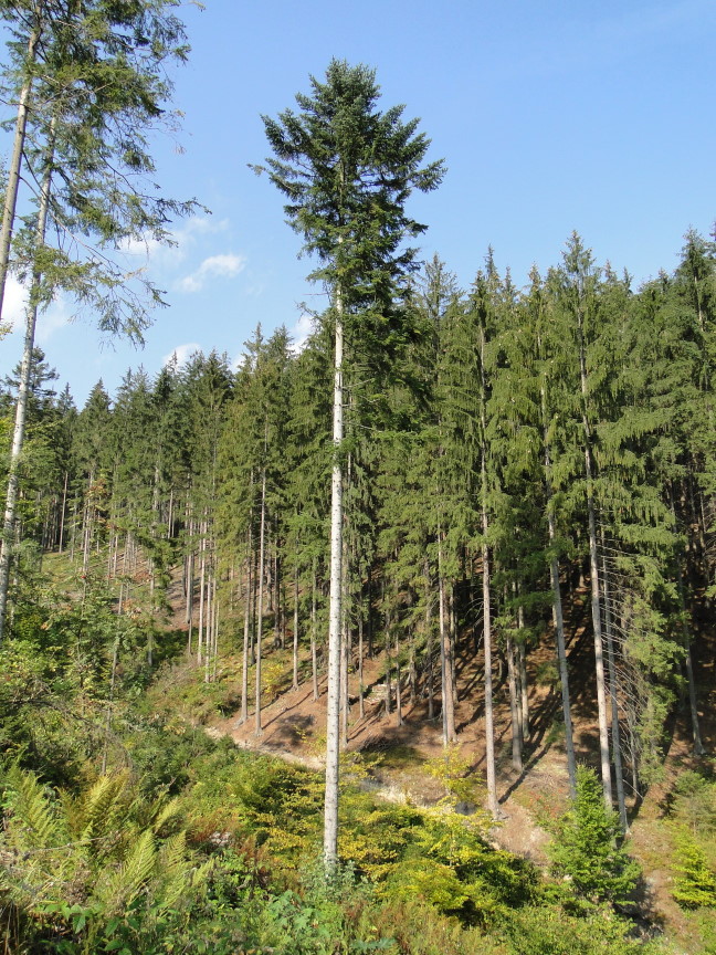 Beskids