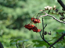 Beskids, dsc01387.jpg