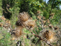 Beskids, dsc01403.jpg