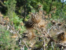 Beskids, dsc01404.jpg