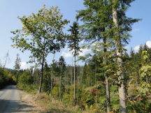 Beskids, dsc01411.jpg