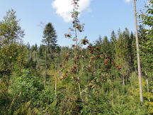 Beskids, dsc01442.jpg