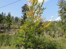 Beskids, dsc01447.jpg