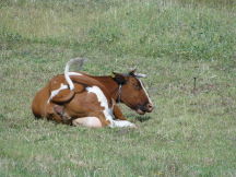 Beskids, dsc01518.jpg