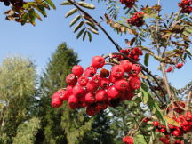 Beskids, dsc01534.jpg