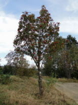 Beskids, dsc02003.jpg