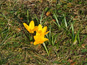 Crocus, dsc00260.jpg