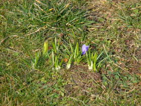 Crocus, dsc00269.jpg