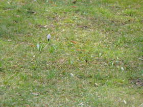 Crocus, dsc00286.jpg