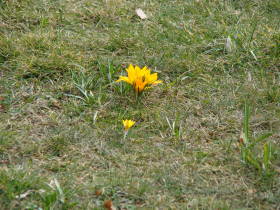 Crocus, dsc01029.jpg