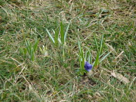 Crocus, dsc01032.jpg