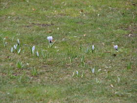 Crocus, dsc01037.jpg