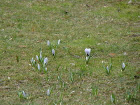 Crocus, dsc01040.jpg