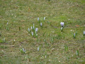 Crocus, dsc01041.jpg