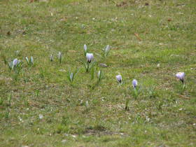 Crocus, dsc01052.jpg