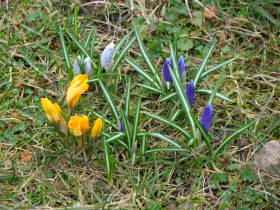 Crocus, dsc01544.jpg