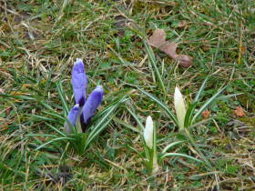 Crocus, dsc01545.jpg