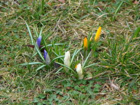 Crocus, dsc01546.jpg