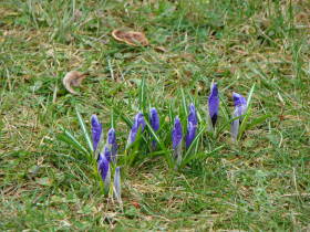 Crocus, dsc01549.jpg