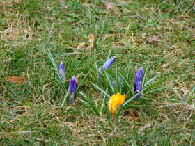 Crocus, dsc01558.jpg