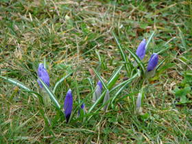 Crocus, dsc01561.jpg