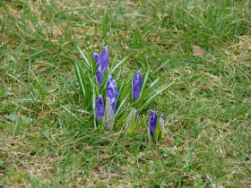 Crocus, dsc01572.jpg