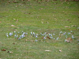 Crocus, dsc01579.jpg