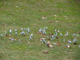 Crocus, dsc01590.jpg