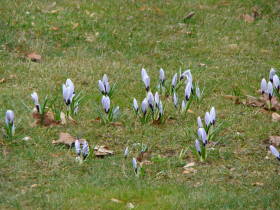 Crocus, dsc01599.jpg