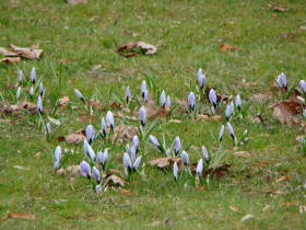 Crocus, dsc01600.jpg