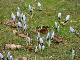 Crocus, dsc01604.jpg