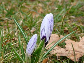 Crocus, dsc01610.jpg