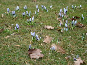 Crocus, dsc01613.jpg