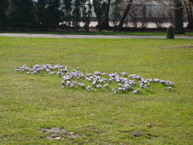 Crocus, dsc01829.jpg