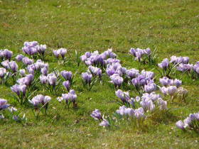 Crocus, dsc01830.jpg