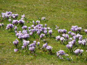 Crocus, dsc01833.jpg