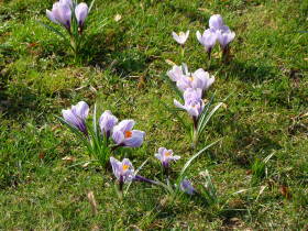 Crocus, dsc01835.jpg