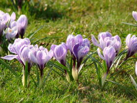 Crocus, dsc01844.jpg