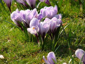 Crocus, dsc01849.jpg