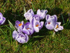 Crocus, dsc01853.jpg