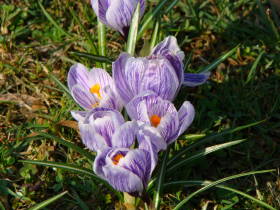 Crocus, dsc01871.jpg