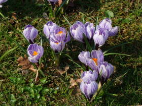 Crocus, dsc01875.jpg