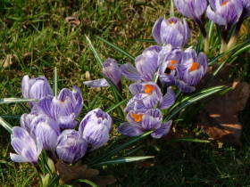 Crocus, dsc01880.jpg