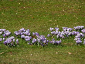 Crocus, dsc01885.jpg