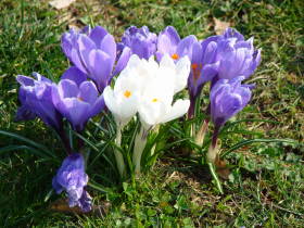 Crocus, dsc01899.jpg