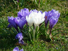 Crocus, dsc01904.jpg