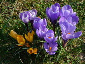 Crocus, dsc01909.jpg