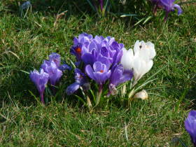 Crocus, dsc01914.jpg