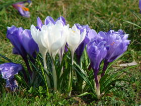 Crocus, dsc01922.jpg