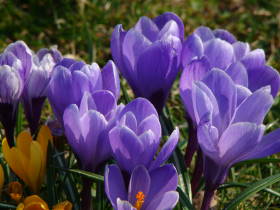 Crocus, dsc01925.jpg